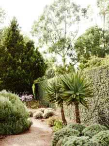 澳大利亞植物區 澳大利亞植物區