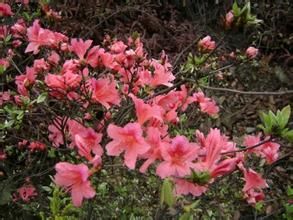 遼西杜鵑 遼西杜鵑