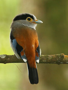 紅背銀胸絲冠鳥 紅背銀胸絲冠鳥