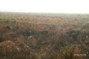 馬納斯野生動物禁獵區