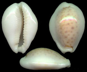 顧氏寶螺 顧氏寶螺