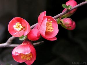 《海棠》[蘇軾]