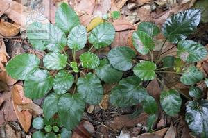 地埂鼠尾草-硬毛變種