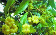 上頭村[雲南文山州富寧縣洞波鄉下轄村]