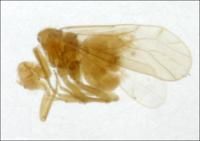 雙孔鄰外齧 雙孔鄰外齧