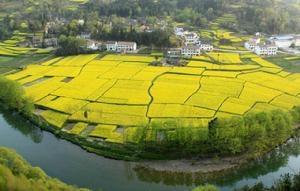 漢中油菜花 漢中油菜花