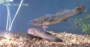 縱帶磨塘鱧 縱帶磨塘鱧