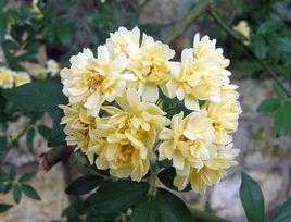 黃木香花 黃木香花