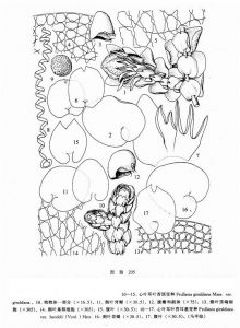 心葉耳葉苔（原變種）