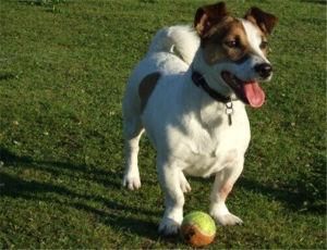 傑克羅素梗 傑克羅素梗