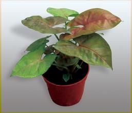 瑪雅紅合果芋 瑪雅紅合果芋