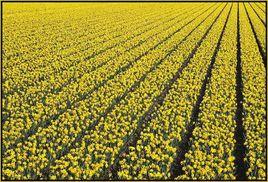 荷蘭水仙 荷蘭水仙