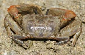 明秀大眼蟹 明秀大眼蟹