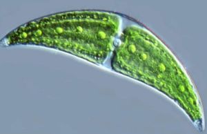 月形短縫藻近彎弓形變種