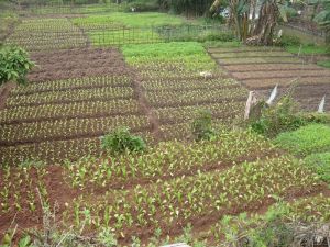曼短自然村 曼短自然村