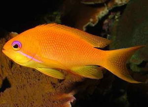 絲鰭擬花鮨 絲鰭擬花鮨