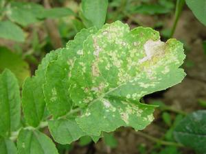 蘿蔔白鏽病 蘿蔔白鏽病