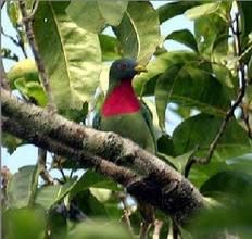 密克皇鳩 密克皇鳩