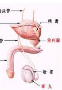 睪丸腫瘤 睪丸腫瘤
