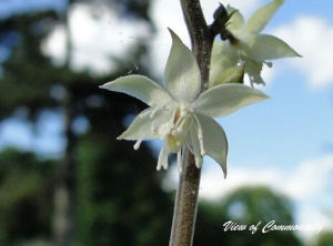 角葉鐵破鑼 角葉鐵破鑼