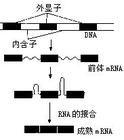 斷裂基因 斷裂基因