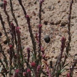 鐮葉蟲實 鐮葉蟲實