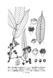 窄葉火筒樹 窄葉火筒樹