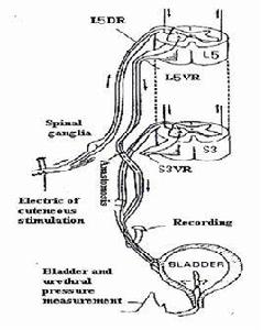 肖氏反射弧 肖氏反射弧