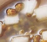 冬瓜綠豆湯 冬瓜綠豆湯