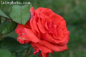 煙臺萊州月季花節