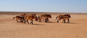 普氏野馬繁殖中心