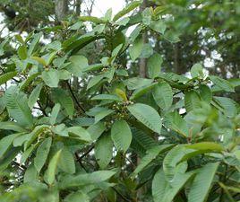 鼻涕果[鼻涕果]