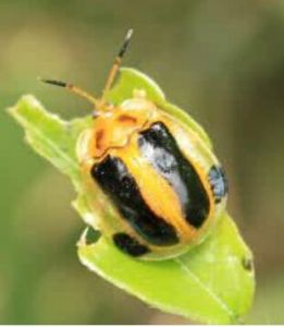 素帶台龜甲 素帶台龜甲