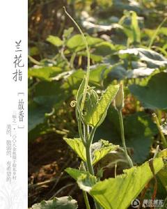 #16735;子莊,蘭花指,美的脆弱的有希望的。