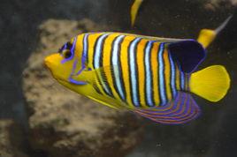 雙棘甲尻魚 雙棘甲尻魚