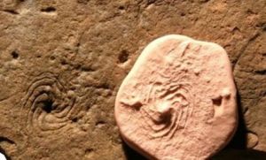 八臂仙母蟲 八臂仙母蟲