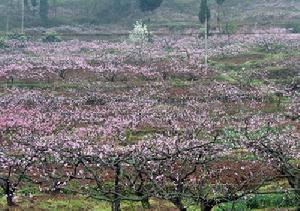 圖3 簡陽晚白桃特色水果產業基地