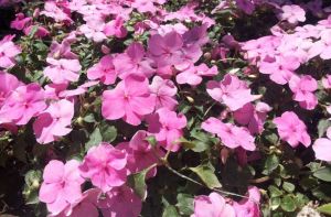 疏花鳳仙花 疏花鳳仙花