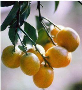金橘核[金橘核]