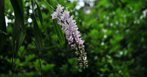 多花指甲蘭 多花指甲蘭