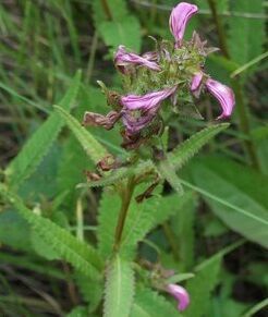 懸岩馬先蒿 懸岩馬先蒿