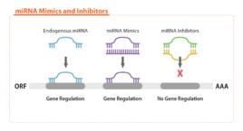 miRNA mimics