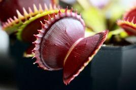 大白鯊捕蠅草 大白鯊捕蠅草