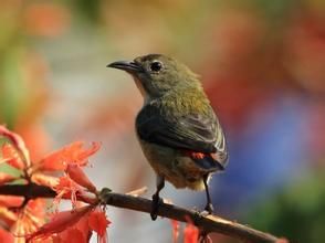 朱背啄木鳥 朱背啄木鳥