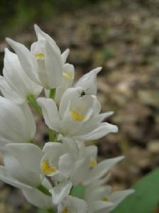 高山頭蕊蘭 高山頭蕊蘭