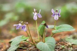 斑葉堇菜[中藥]