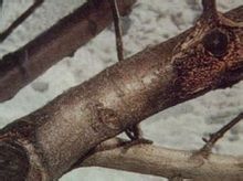 蘋果樹枝枯病 蘋果樹枝枯病
