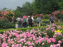 北京植物園月季花