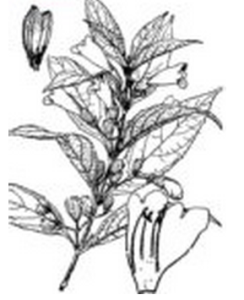 鈴子香亞屬 鈴子香亞屬