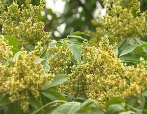 保花保果 保花保果